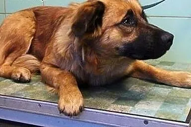 Pola skrzywdzona sunia wyrusza po nowe życie  ,  m