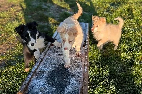 Border Collie, Dolnośląskie, Wołów