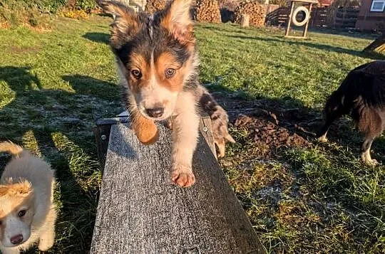 Border Collie, Dolnośląskie, Wołów