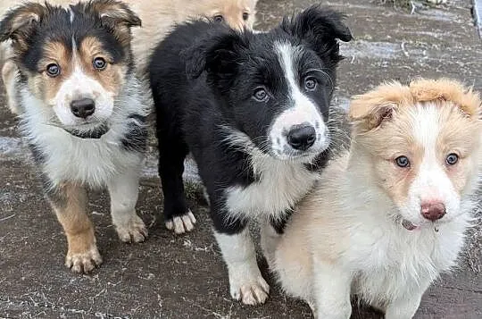 Border Collie, Dolnośląskie, Wołów