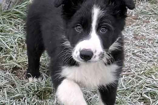 Border Collie, Dolnośląskie, Wołów