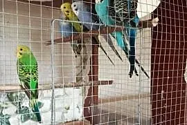 Papugi faliste