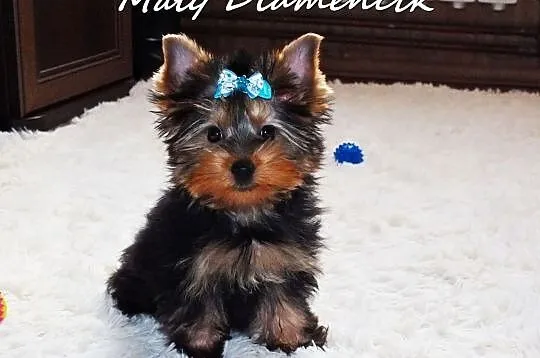 Chłopczyk York Miniaturka Yorkshire Terrier MINI 2, Żary