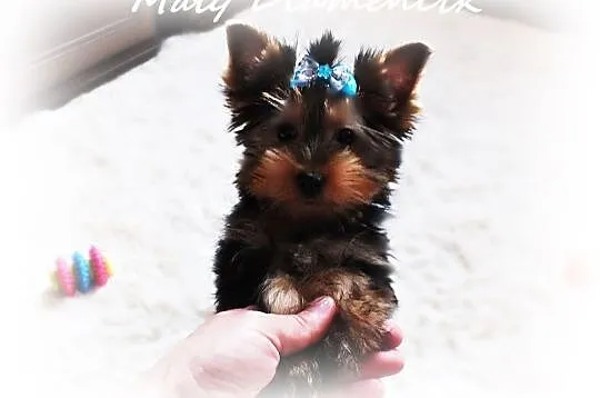 Chłopczyk York Miniaturka Yorkshire Terrier MINI 2, Żary