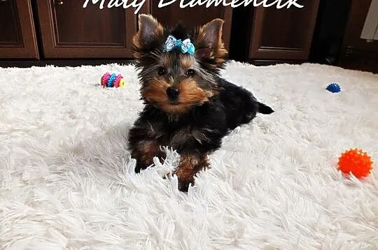 Chłopczyk York Miniaturka Yorkshire Terrier MINI 2, Żary