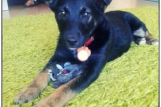 Boski TROJEK do adopcji!
