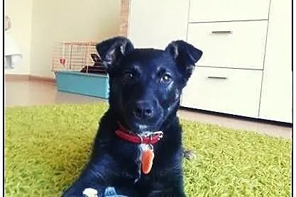 Boski TROJEK do adopcji!