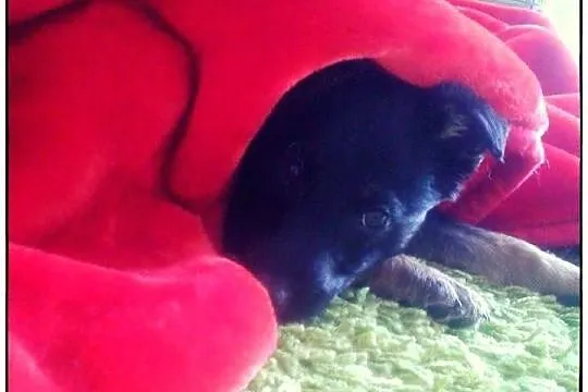 Boski TROJEK do adopcji!