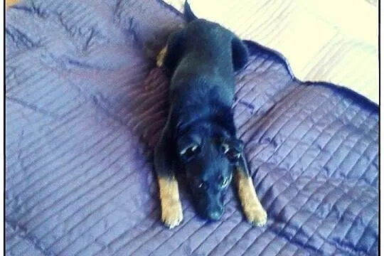 Boski TROJEK do adopcji!