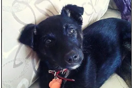 Boski TROJEK do adopcji!