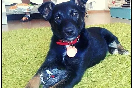 Boski TROJEK do adopcji!