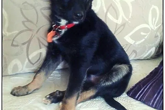 Boski TROJEK do adopcji!