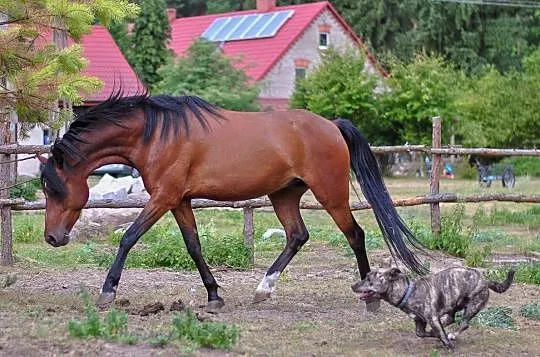 Kuc w typie walijskim, , Węgielnia