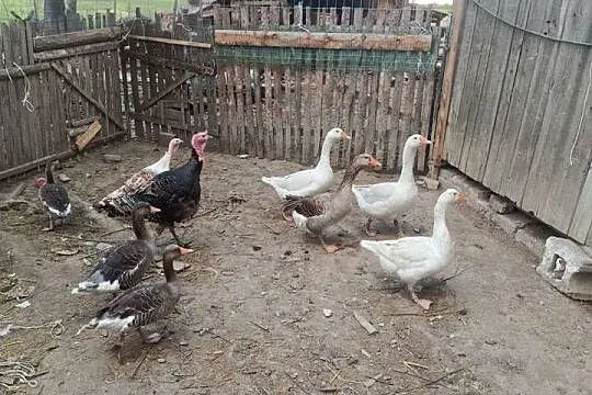 Gęsi Kołudzikie landes, Podkarpackie, Dębica
