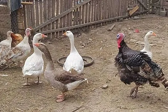 Gęsi Kołudzikie landes, Podkarpackie, Dębica