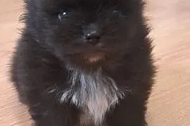 Szpic miniaturowy/ Pomeranian