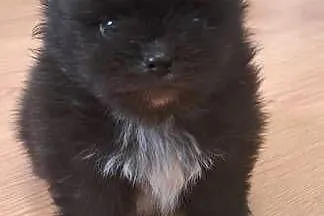 Szpic miniaturowy/ Pomeranian