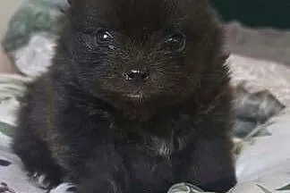 Szpic miniaturowy/ Pomeranian, Podlaskie, Suwałki