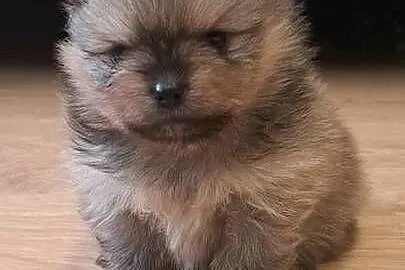 Szpic miniaturowy/ Pomeranian, Podlaskie, Suwałki