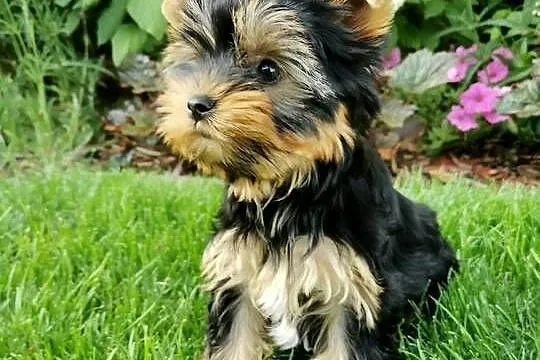 Yorkshire terrier sunia