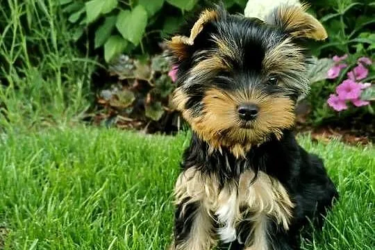 Yorkshire terrier sunia, Zachodniopomorskie, Szczecin