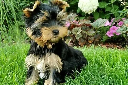 Yorkshire terrier sunia, Zachodniopomorskie, Szczecin