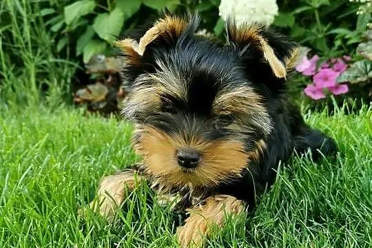 Yorkshire terrier sunia, Zachodniopomorskie, Szczecin