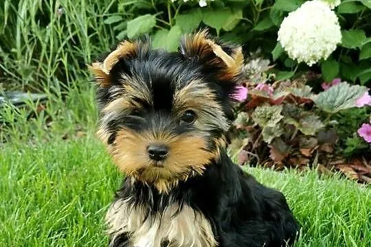 Yorkshire terrier sunia, Zachodniopomorskie, Szczecin