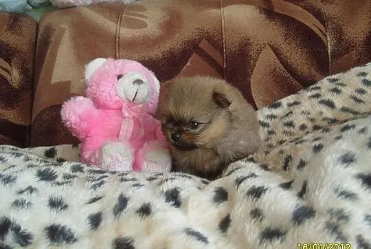 Śliczne pieski Pomeranianki z rodowodem ZKwP/ FCI