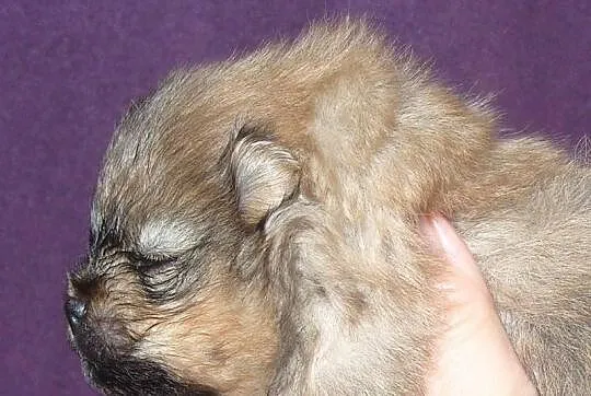 Śliczne pieski Pomeranianki z rodowodem ZKwP/ FCI