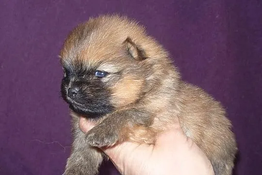 Śliczne pieski Pomeranianki z rodowodem ZKwP/ FCI