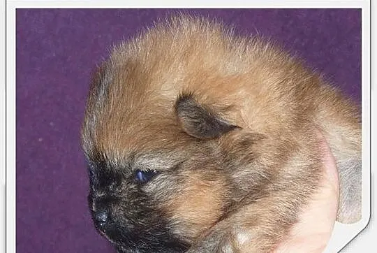 Śliczne pieski Pomeranianki z rodowodem ZKwP/ FCI