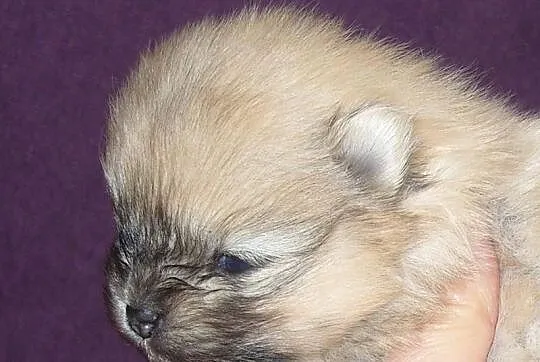 Śliczne pieski Pomeranianki z rodowodem ZKwP/ FCI