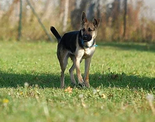 Zorka w typie owczarka niemieckiego do adopcji, P