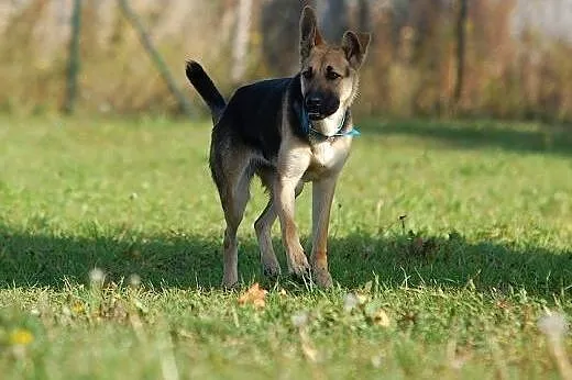 Zorka w typie owczarka niemieckiego do adopcji,  P
