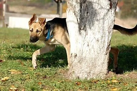 Zorka w typie owczarka niemieckiego do adopcji,  P