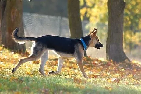 Zorka w typie owczarka niemieckiego do adopcji,  P