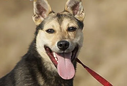 Minnie :) suczka, adopcja, lubuskie Gorzów Wielko