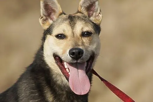 Minnie :) suczka, adopcja, lubuskie Gorzów Wielkopolski