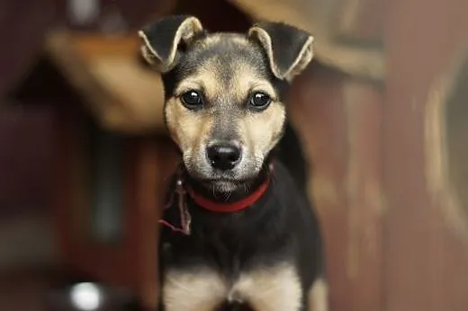 Minnie :) suczka, adopcja,  lubuskie Gorzów Wielko