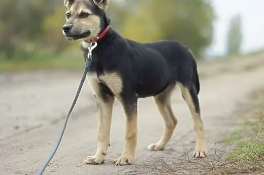 Minnie :) suczka, adopcja,  lubuskie Gorzów Wielko