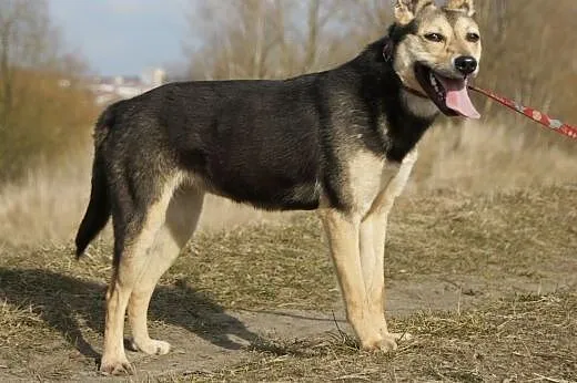 Minnie :) suczka, adopcja,  lubuskie Gorzów Wielko