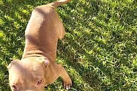 American Pit Bull Terrier