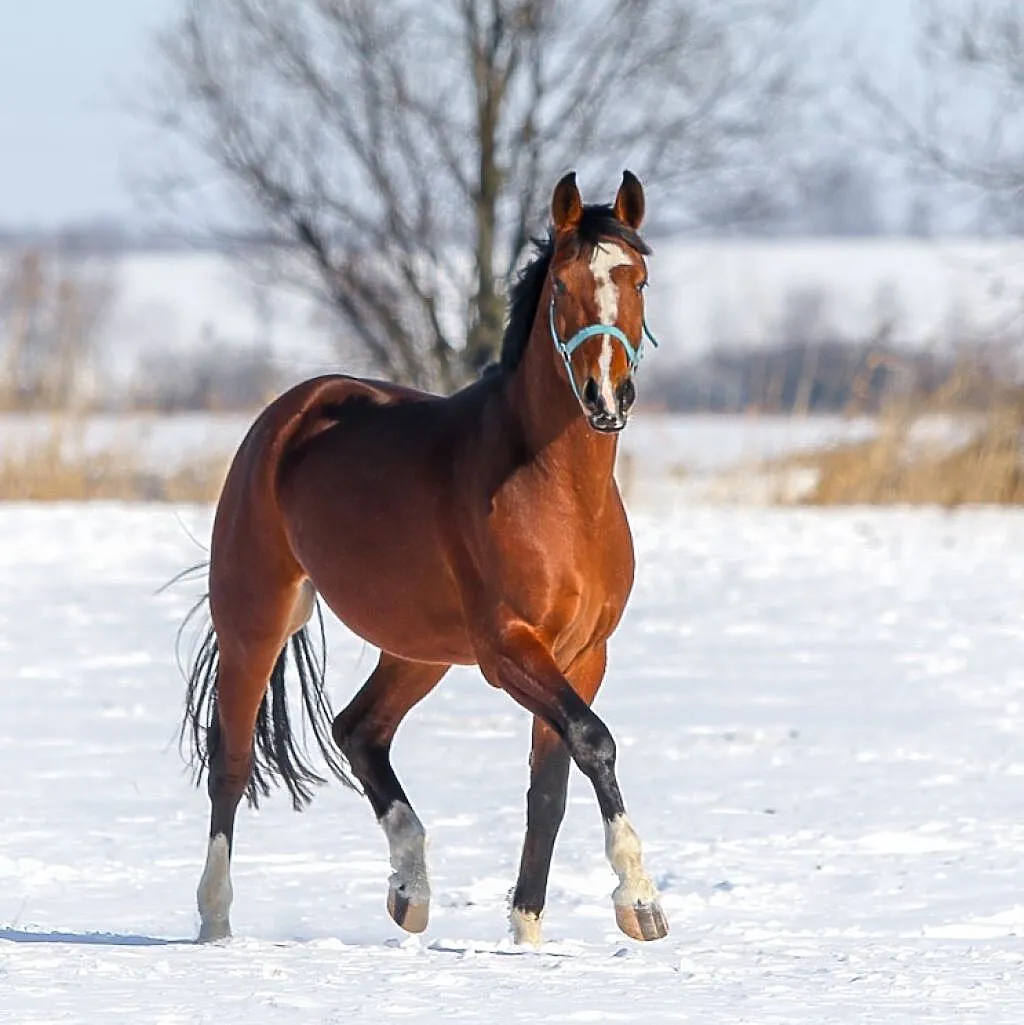 og. kolorado prince o.o., Mazowieckie, Wyszków