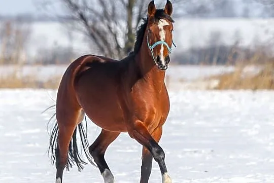 og. kolorado prince o.o., Mazowieckie, Wyszków