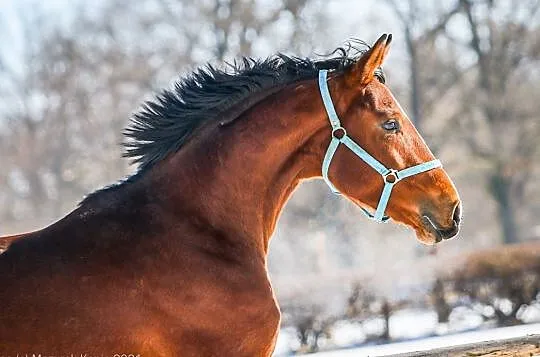 og. kolorado prince o.o., Mazowieckie, Wyszków
