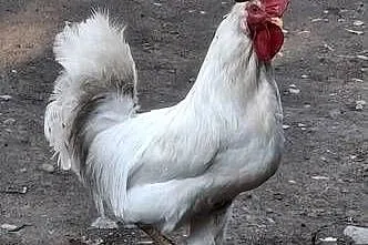 Kogut Leghorn roczny