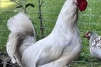 Kogut Leghorn roczny, Małopolskie, Raba Niżna