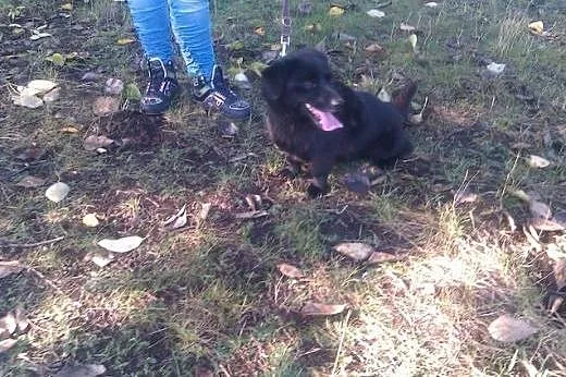 Przygarnij Gustawa i odmień jego życie,  śląskie K
