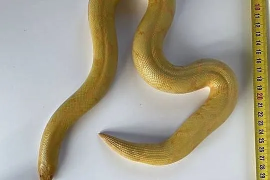 Boa piaskowy dorosła samica albino CB21, Zachodniopomorskie, Dębno